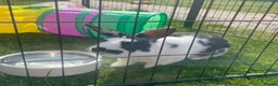 Mixed Breed rabbits for sale: Stunning rabbits ready for their new forever homes - Advert 7