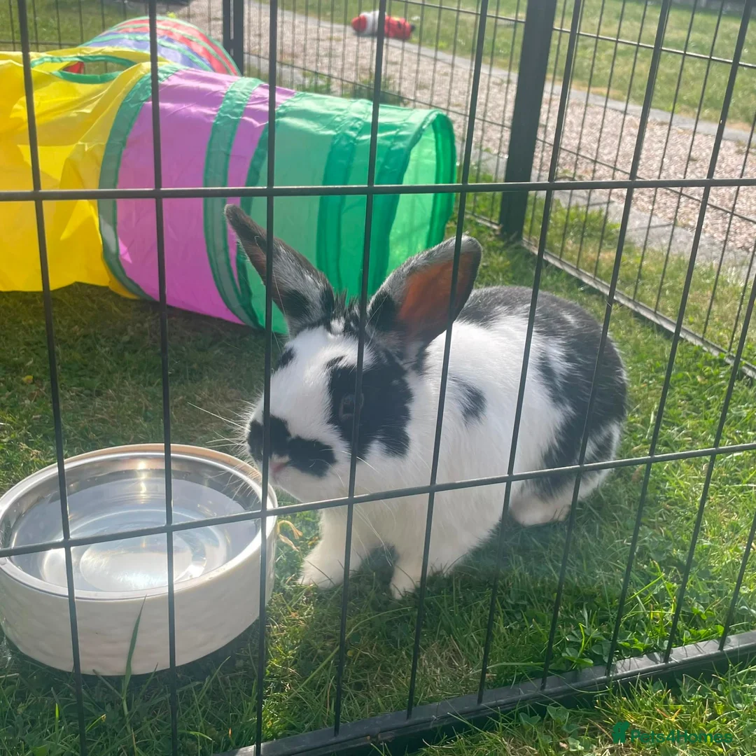 Mixed Breed rabbits for sale: Stunning rabbits ready for their new forever homes - Advert 7