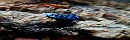 Frog reptiles for sale: Blue azureus dart frog in Bridgwater - Advert 3