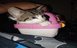 Mixed Breed cats for sale: Kittens for sale  - Image 1