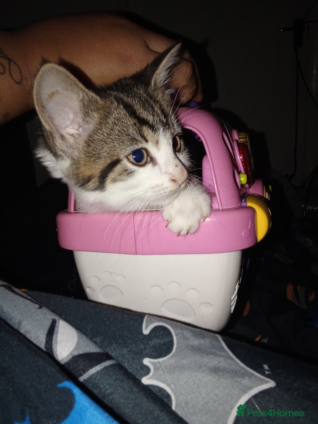 Mixed Breed cats for sale: Kittens for sale  - Image 1