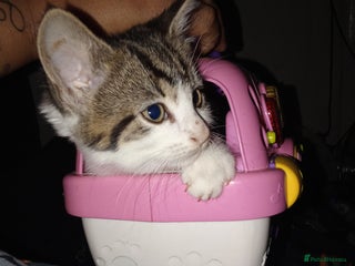 Mixed Breed cats - Advert 10