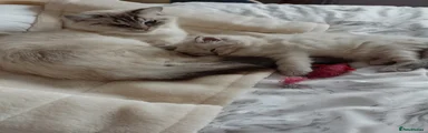 Ragdoll 4