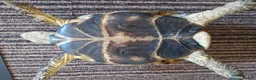 Tortoise reptiles for sale: Male Horsfield Tortoise  - Advert 2