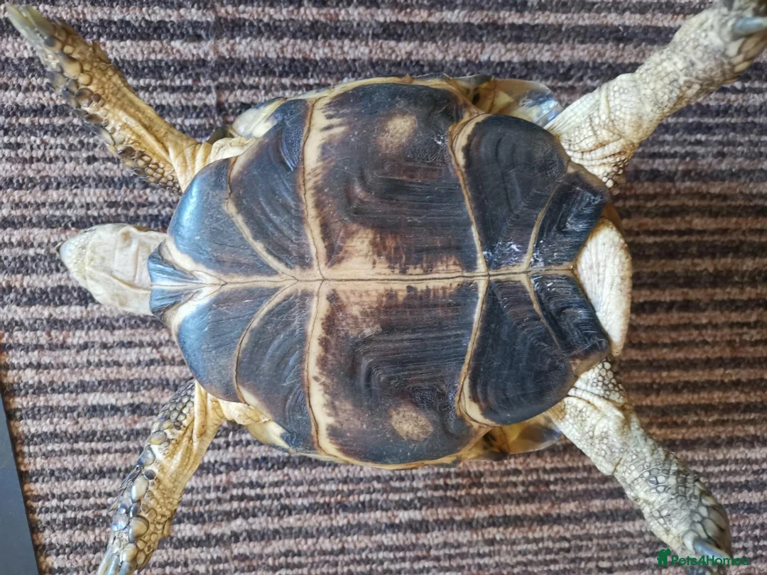 Tortoise reptiles for sale: Male Horsfield Tortoise  - Advert 2
