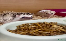 Pygmy Hedgehog rodents for sale: Adorable, Friendly African Pygmy Hedgehog Babies  - Image 3