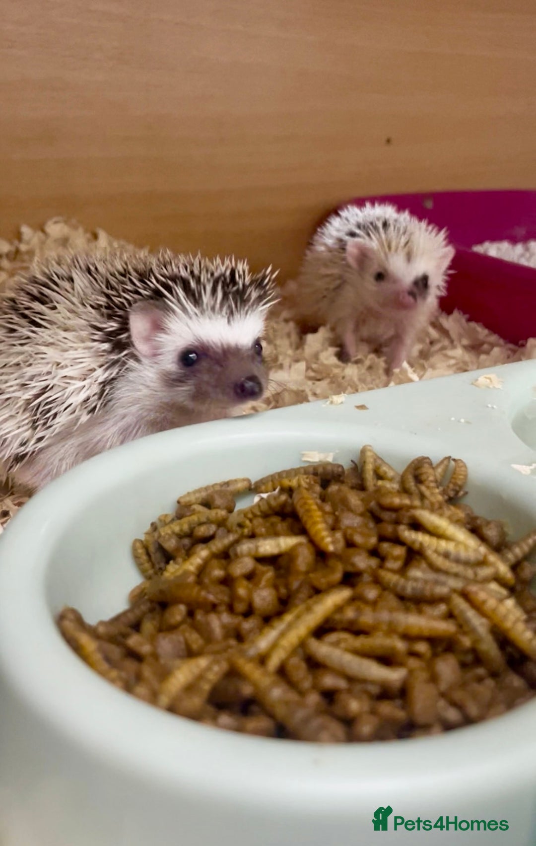 Pygmy Hedgehog rodents for sale: Adorable, Friendly African Pygmy Hedgehog Babies  - Image 3
