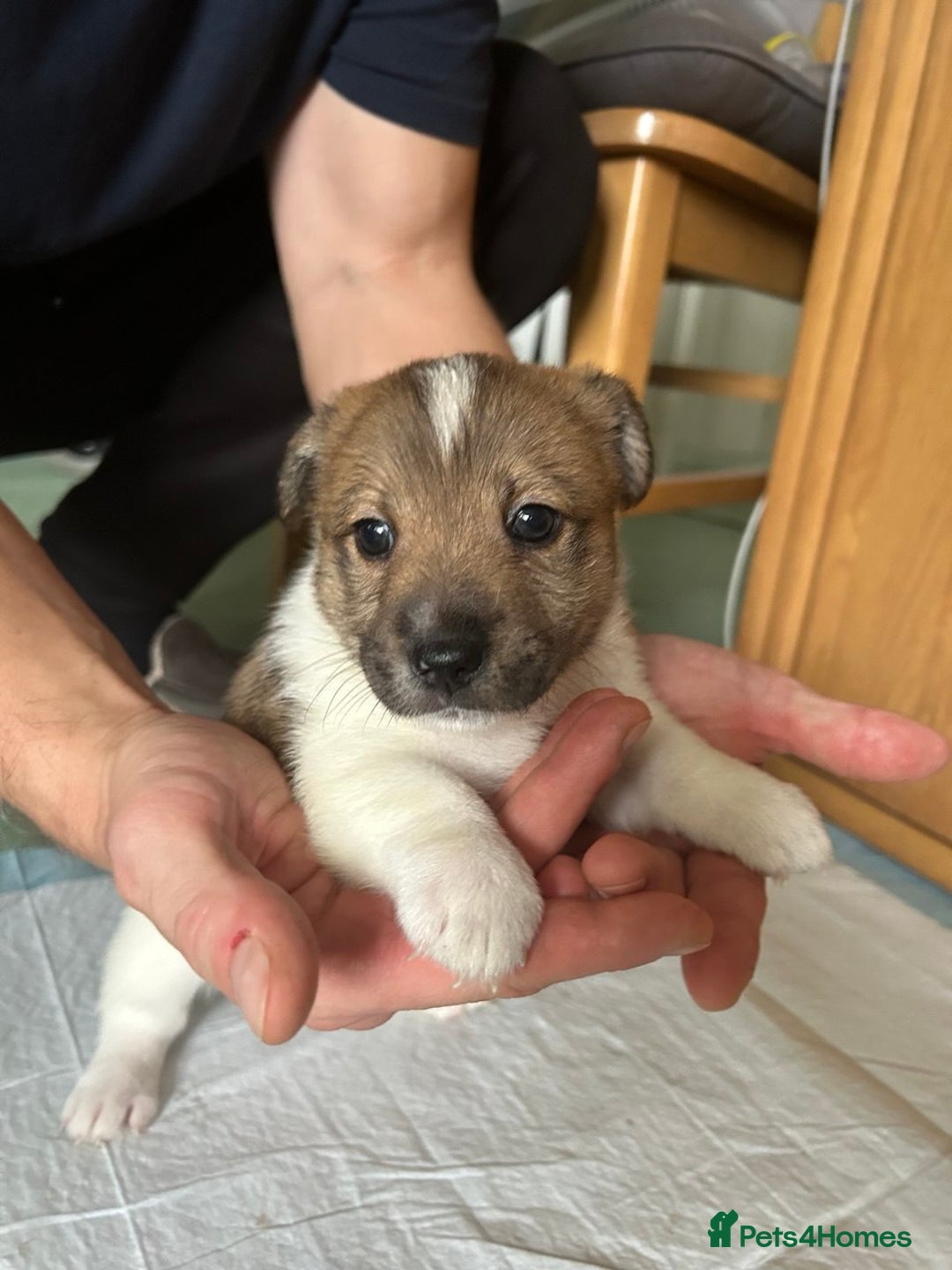 Mixed Breed dogs for sale: Puppies Jack Russel mixed breed - Image 3