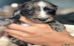 Cocker Spaniel dogs for sale: Rare colour puppies 🐶  - Image 2