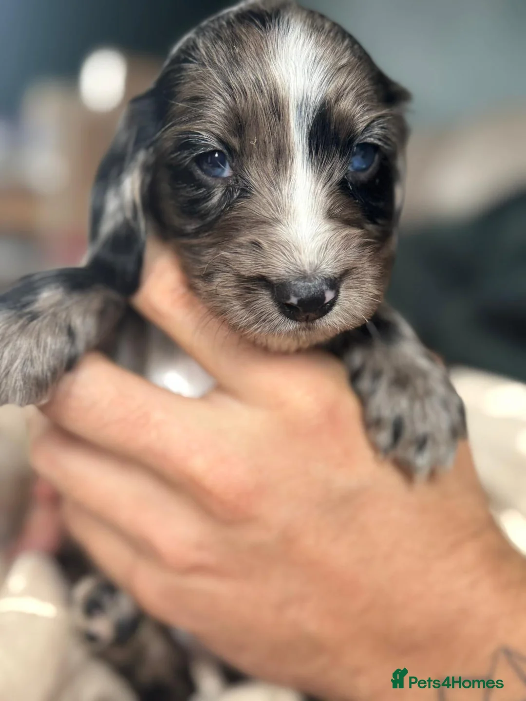 Cocker Spaniel dogs for sale: Rare colour puppies 🐶 cocker spaniel puppies  - Advert 3