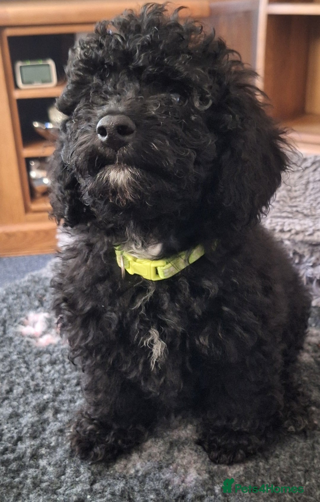 Mixed Breed dogs for sale: Cavapoochon puppies 11 wks  ready to leave now  - Advert 3