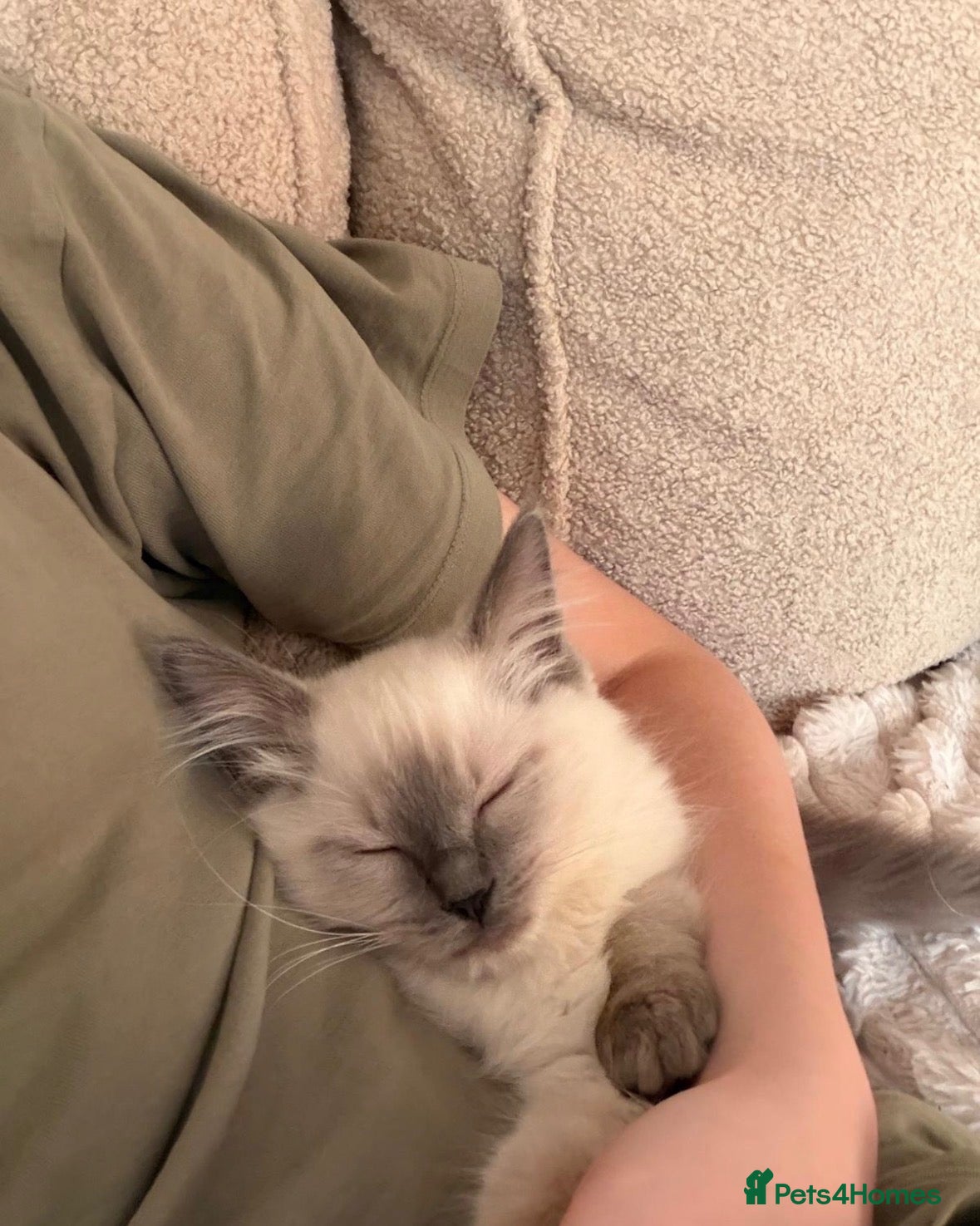 Ragdoll cats Ready Now. Beautiful Ragdoll Kittens GCCF Reg - Advert 1