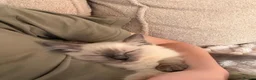 Ragdoll cats for sale: Ready Now. GCCF Beautiful Ragdoll Kittens eg - Advert 7