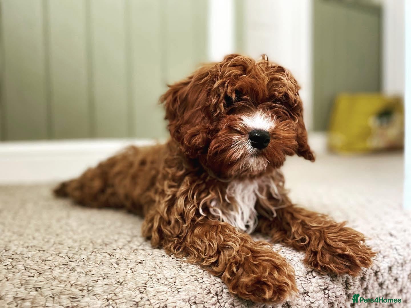 Cavapoo dogs 🐾 Cavapoo Puppies Waiting List Now Open 🐾 - Advert 3