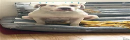 American Bulldog dogs for stud: Frank  in Bolton - Advert 9