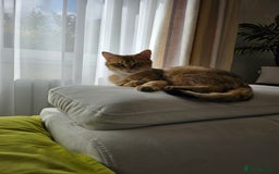 British Shorthair cats for sale: Golden-black British shorthair female  - Image 1
