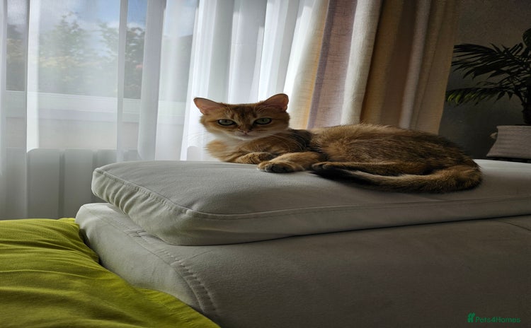 British Shorthair cats - Advert 12