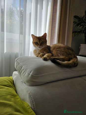 British Shorthair cats - Advert 14