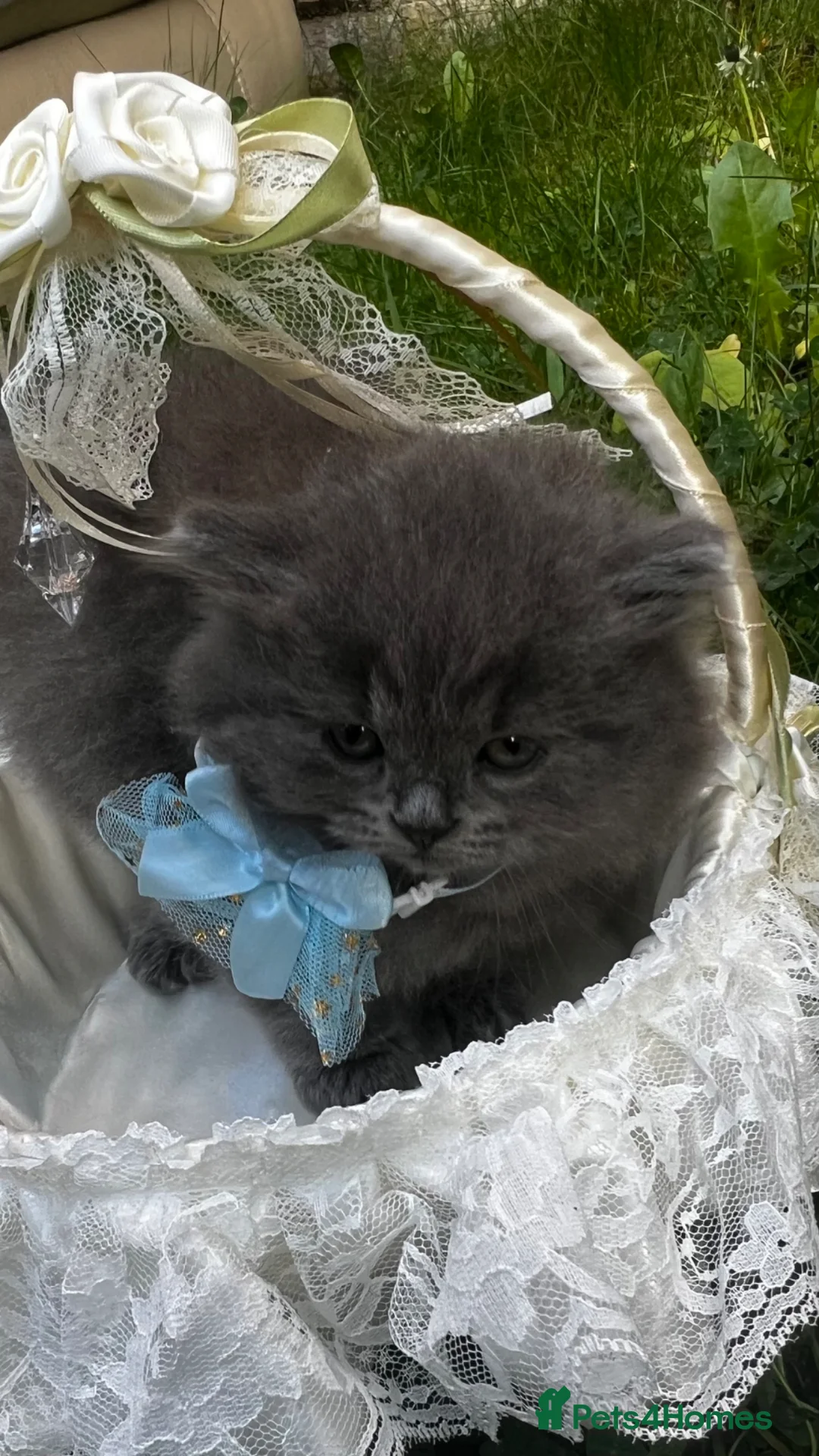British Longhair cats for sale: British longhair  - Advert 1