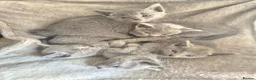 Russian Blue cats for sale: 1 boy and 1 girl Russian Blue - Advert 7