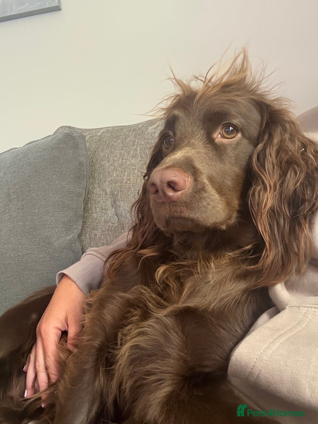 Sprocker dogs for sale: Beautiful Sprocker puppies  - Image 20