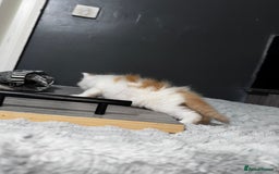 Mixed Breed cats for sale: 7 Mixed Kittens - Ginger, Tabby, Calico, White - Advert 24