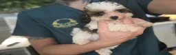Toy Poodle dogs for sale: LAST BOY 3/4 Toy parti poodle puppy  - Advert 6