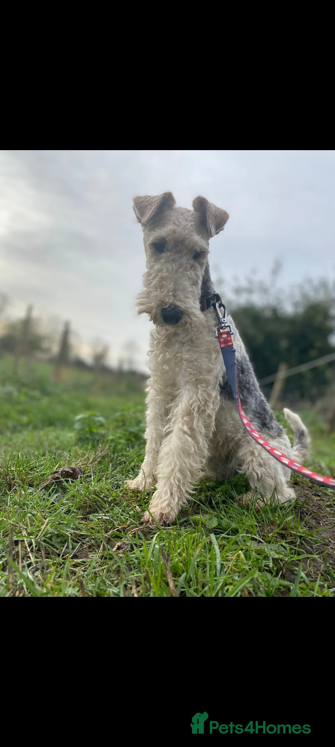 Fox Terrier dogs for sale: Beautiful KC litter of ( 3 boys )  in Wisbech - Advert 8