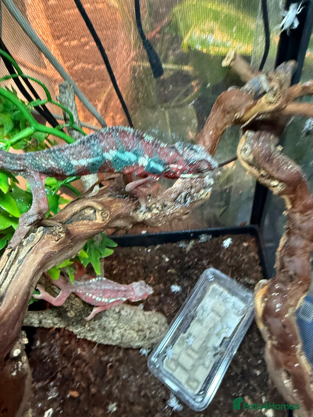 Chameleon reptiles for sale: Chameleons ambilobe - Advert 36