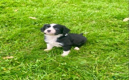 Mixed Breed dogs for sale: Gorgeous Borderlier pups - Advert 6