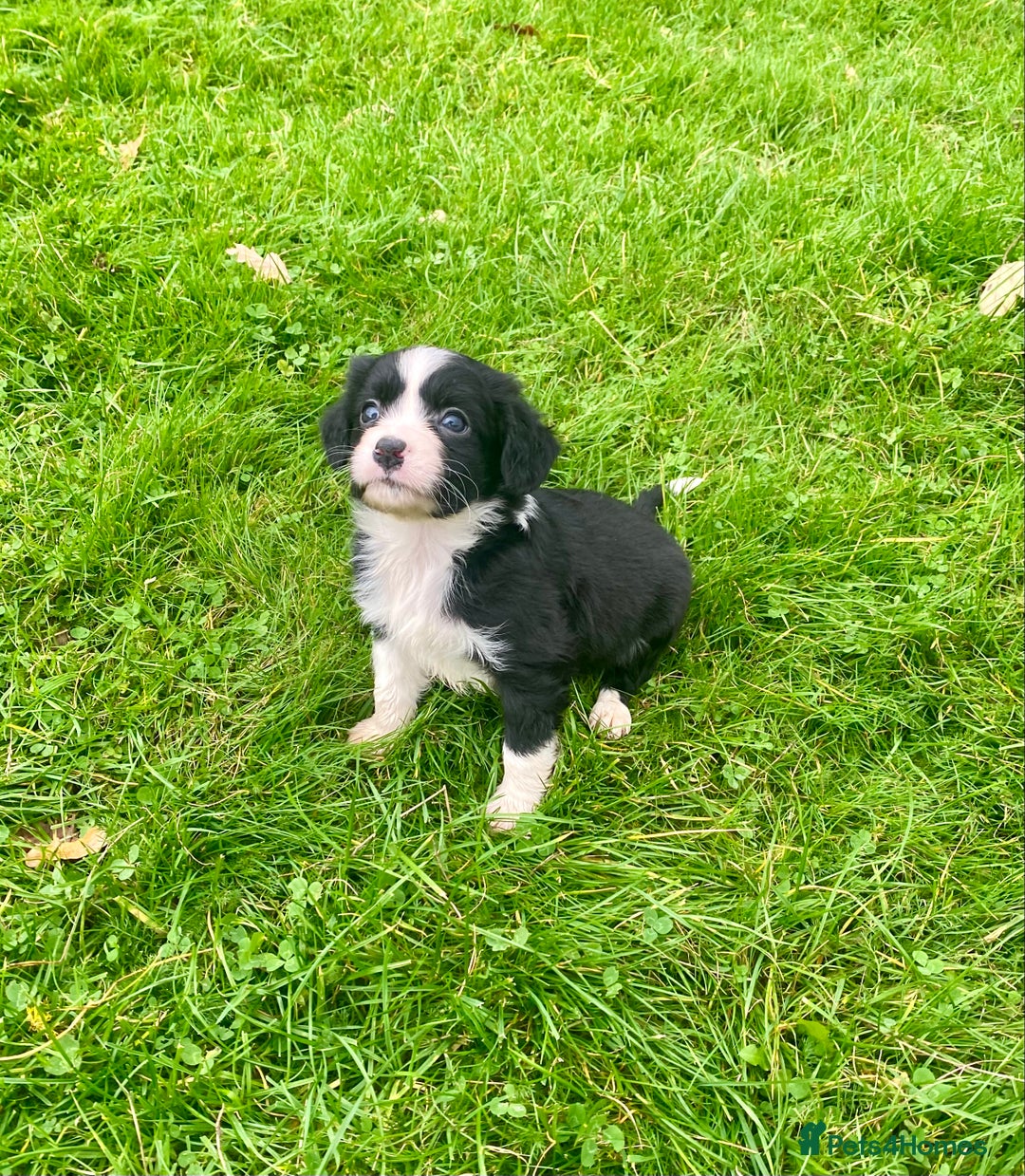 Mixed Breed dogs for sale: Gorgeous Borderlier pups - Advert 6
