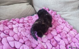 British Shorthair cats for sale: Adorable kittens  in Great Missenden - Image 20