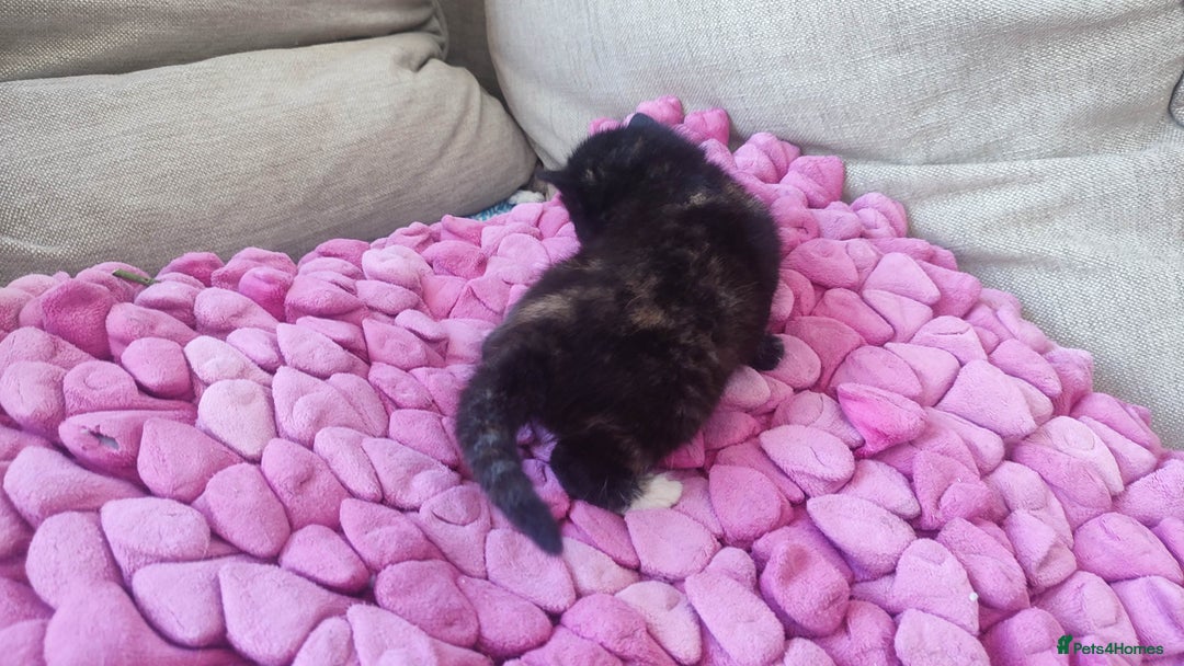 British Shorthair cats for sale: Adorable kittens  in Great Missenden - Image 20
