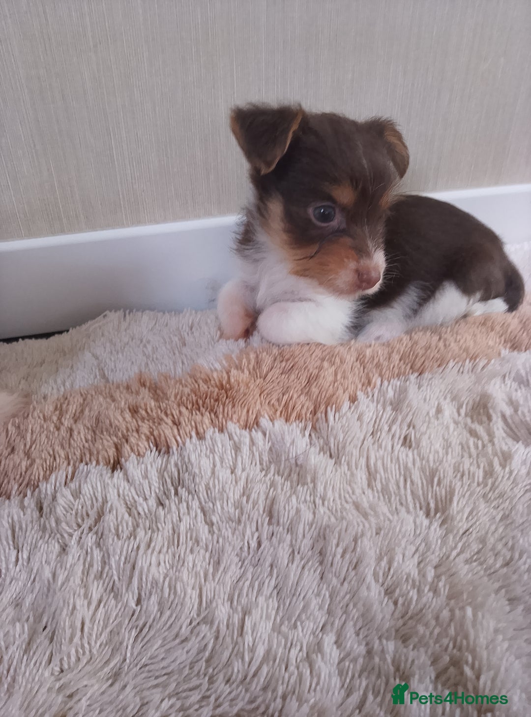 Mixed Breed dogs for sale: Shitzu x jack Russell  - Image 6