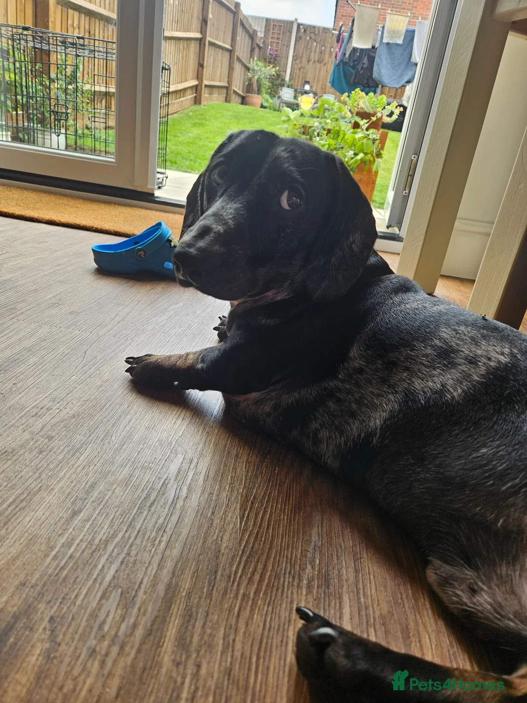 Dachshund dogs for sale: Stunning Standard Dachshund Male in Ipswich - Advert 2