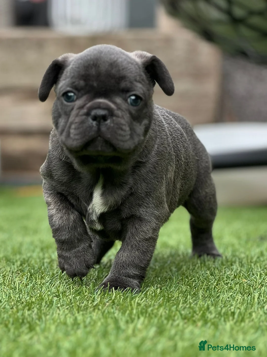 French Bulldog dogs for sale: Blue French bulldog  - Advert 2