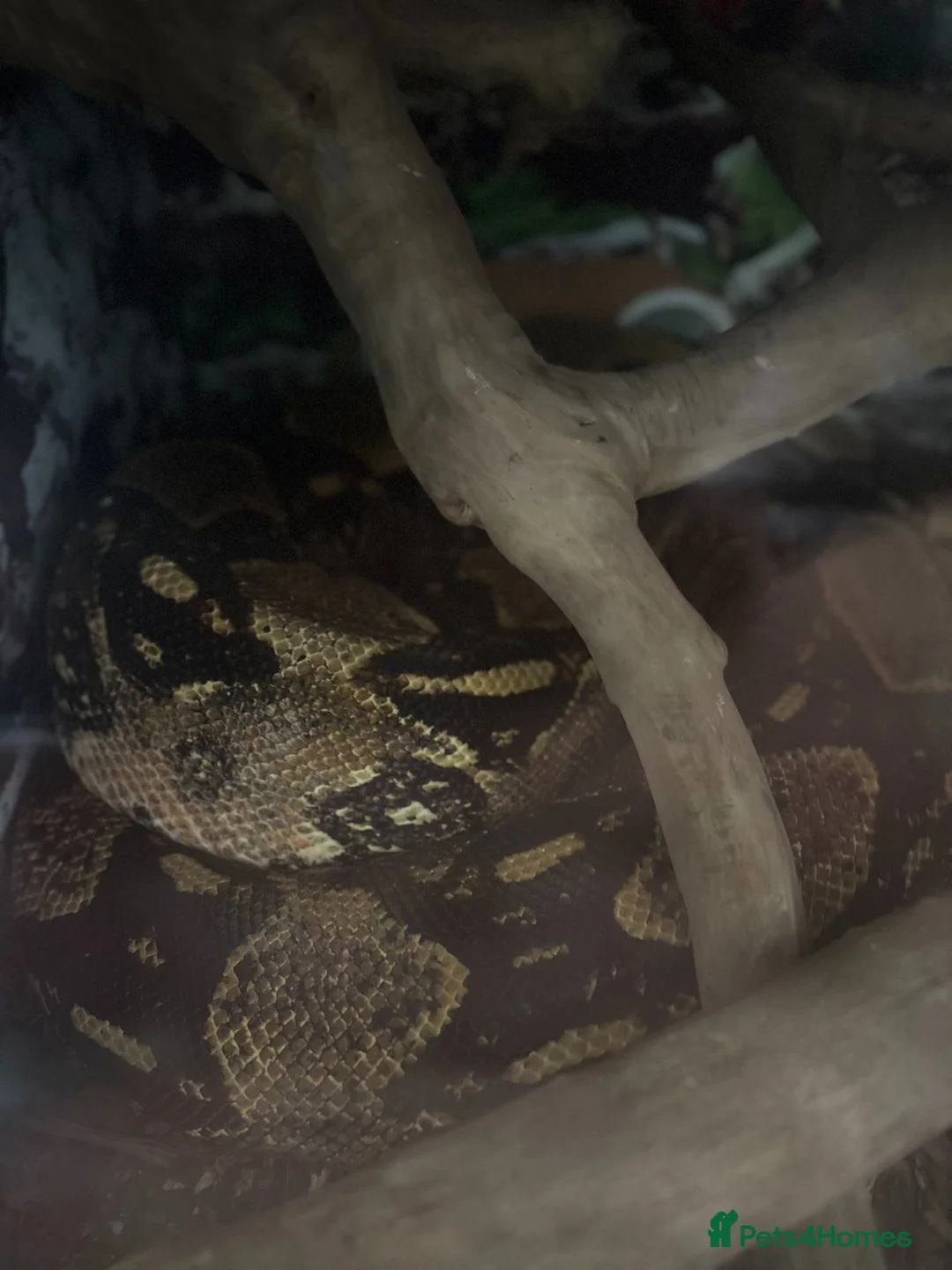 Boa Snake reptiles for sale: Boa constrictor - Advert 5