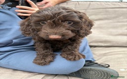 Cockapoo dogs for sale: Cockapoo  - Image 8