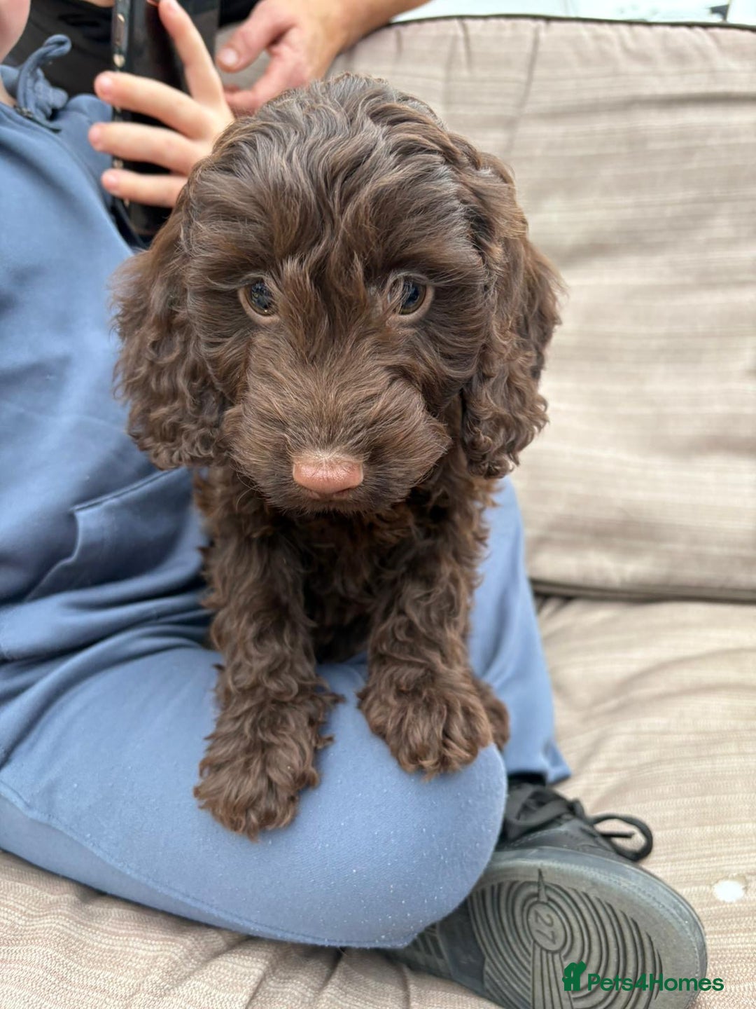 Cockapoo dogs for sale: Cockapoo  - Image 8