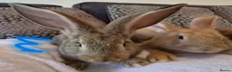 Continental Giant rabbits for sale: Continental giant rabbits (males) in Saltash - Advert 6