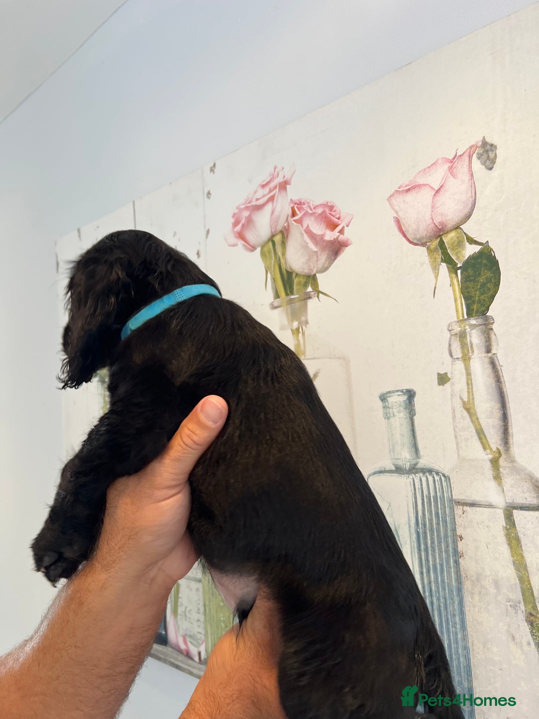 Cocker Spaniel dogs for sale: Fully health tested/champion bloodlines - Image 14
