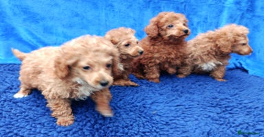 Toy Poodle dogs - Advert 5