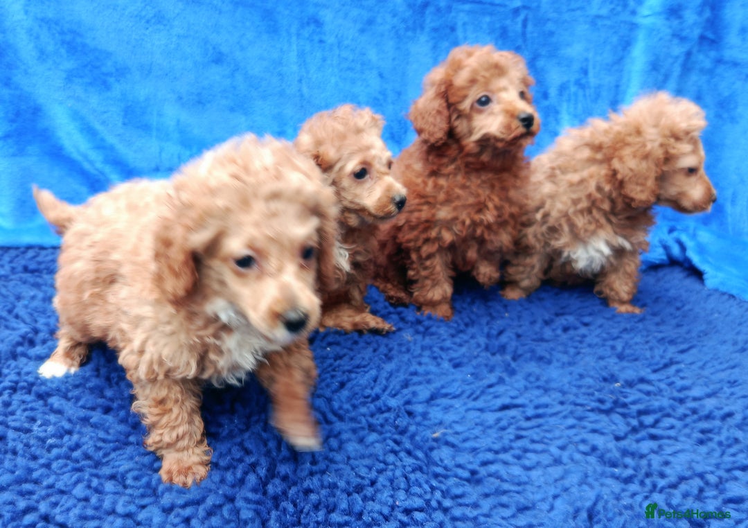 Toy Poodle dogs for sale: STUNNING TOY POODLES KC REG HEALTH TESTED  - Image 3