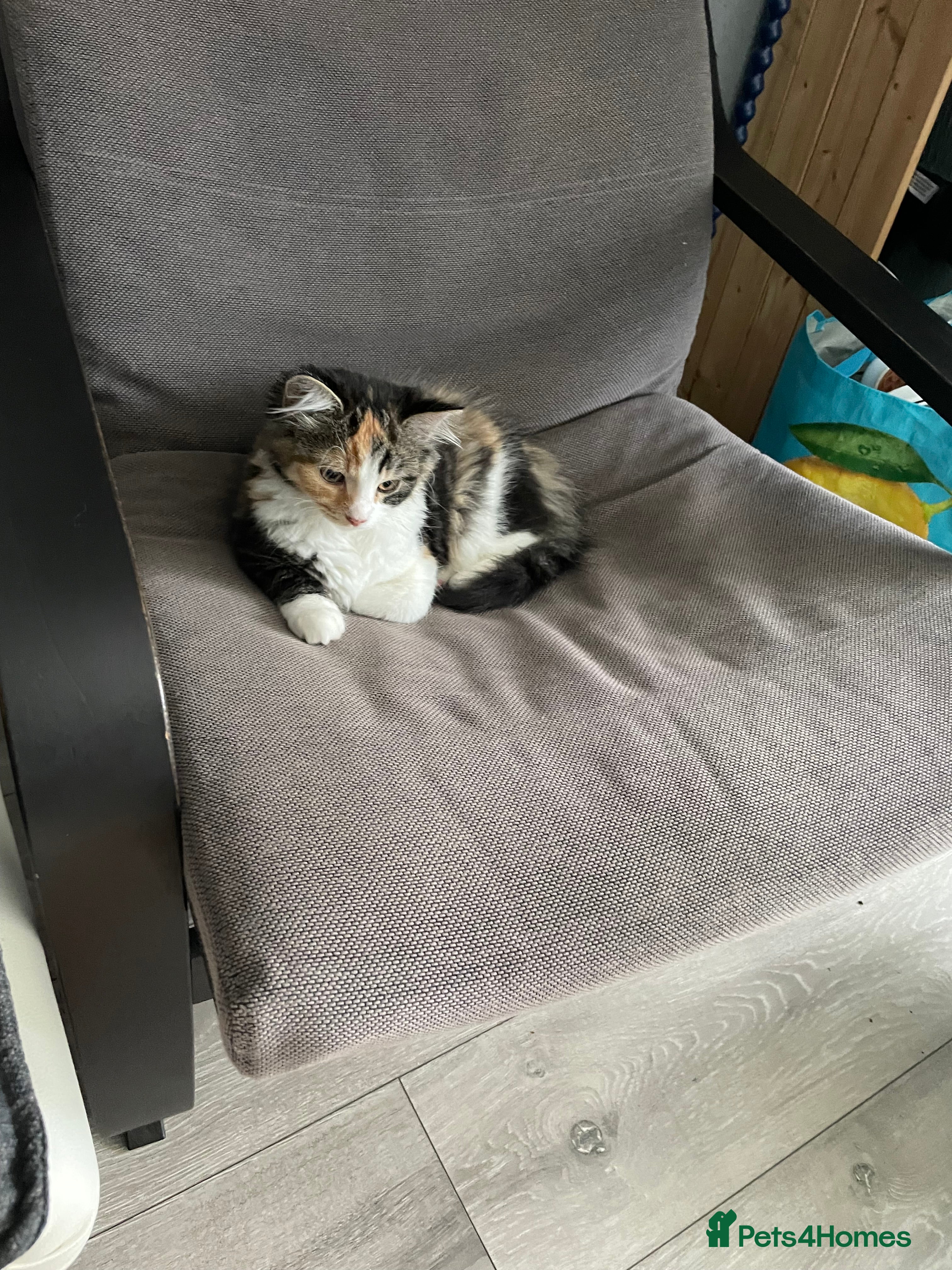 Ragdoll cats Female cat  in Newport - Advert 1