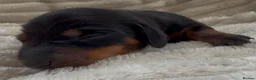 Miniature Dachshund dogs for sale: Beautiful Miniature Daschund Puppies  - Advert 9