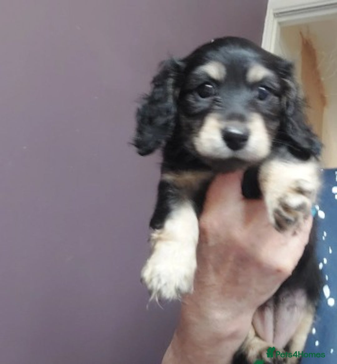 Miniature Dachshund dogs for sale: Premium Miniature Dachshund Puppies! - Advert 4