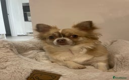 Chihuahua dogs for sale: Female Chihuahua  - Image 2