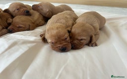 Labrador Retriever dogs for sale: Fox red Labrador puppies - Image 5