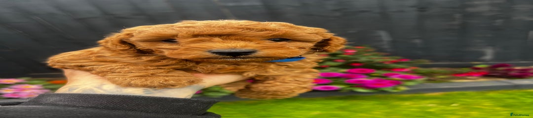 Toy Poodle Puppy 1