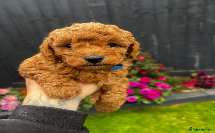 Toy Poodle dogs - Advert 4